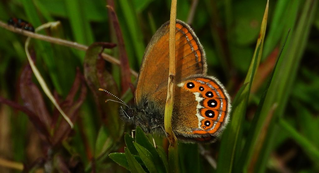 Strzępotek hero (Coenonympha hero)