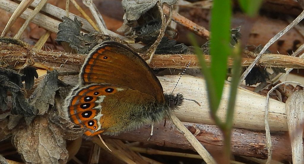 Strzępotek hero (Coenonympha hero)