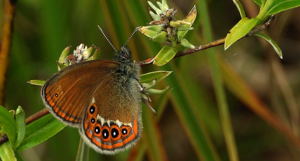 Strzępotek hero (Coenonympha hero)