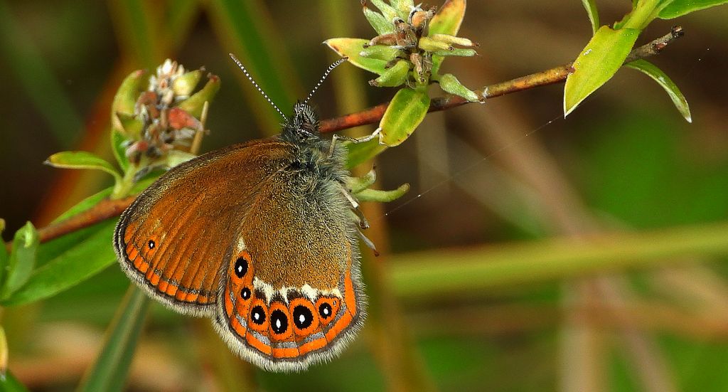 Strzępotek hero (Coenonympha hero)