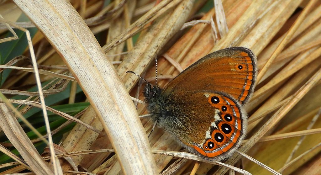 Strzępotek hero (Coenonympha hero)