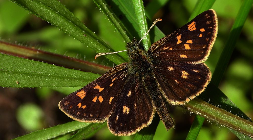 Kosternik palemon (Carterocephalus palaemon)