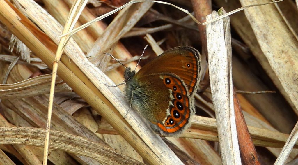 Strzępotek hero (Coenonympha hero)