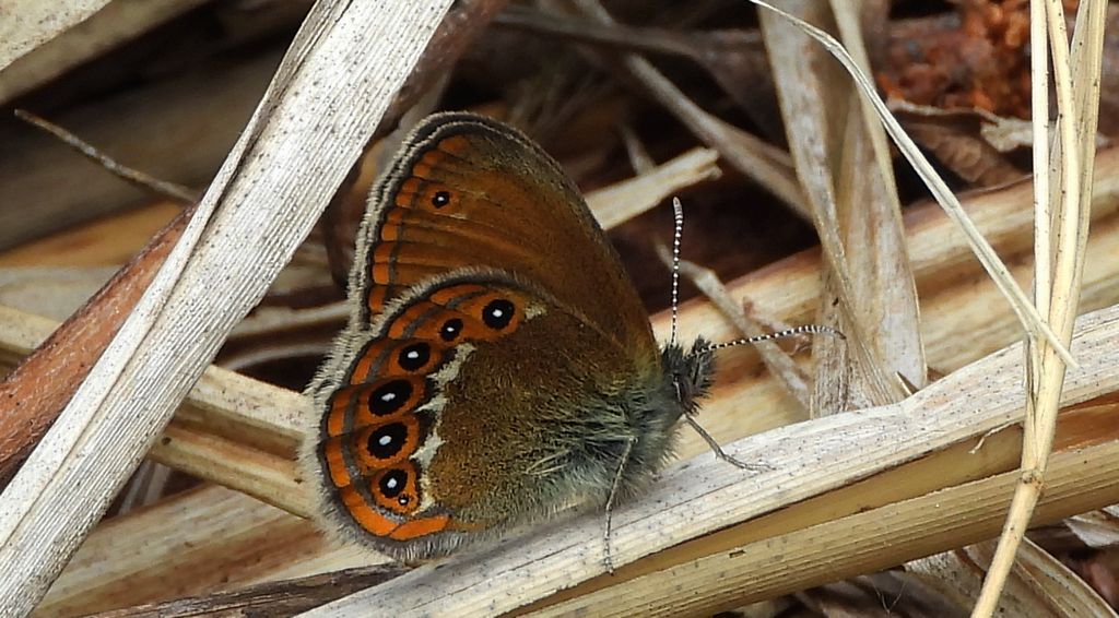 Strzępotek hero (Coenonympha hero)