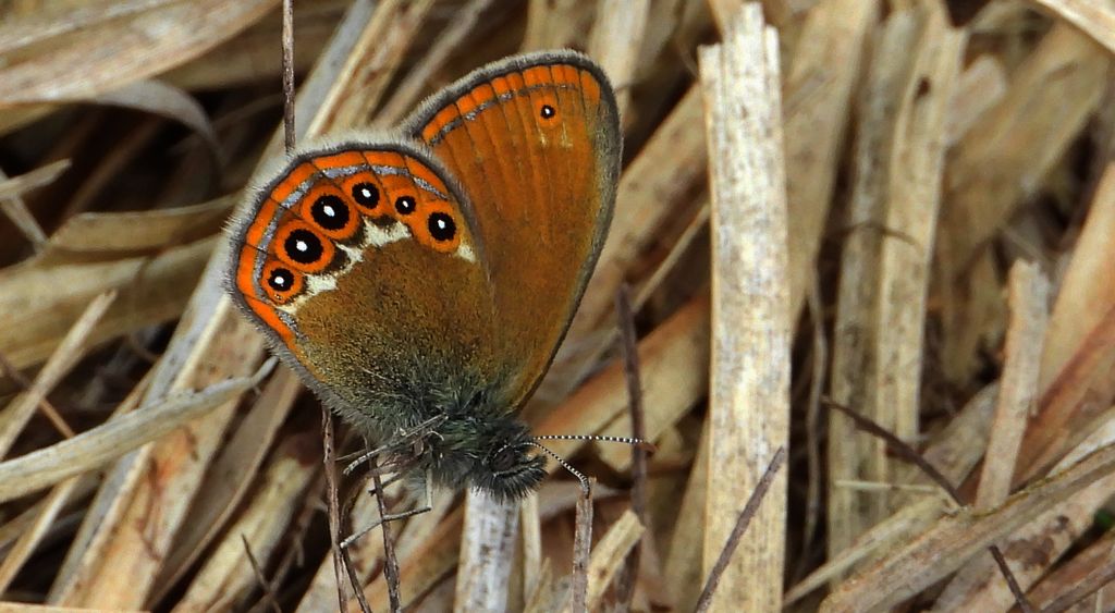 Strzępotek hero (Coenonympha hero)