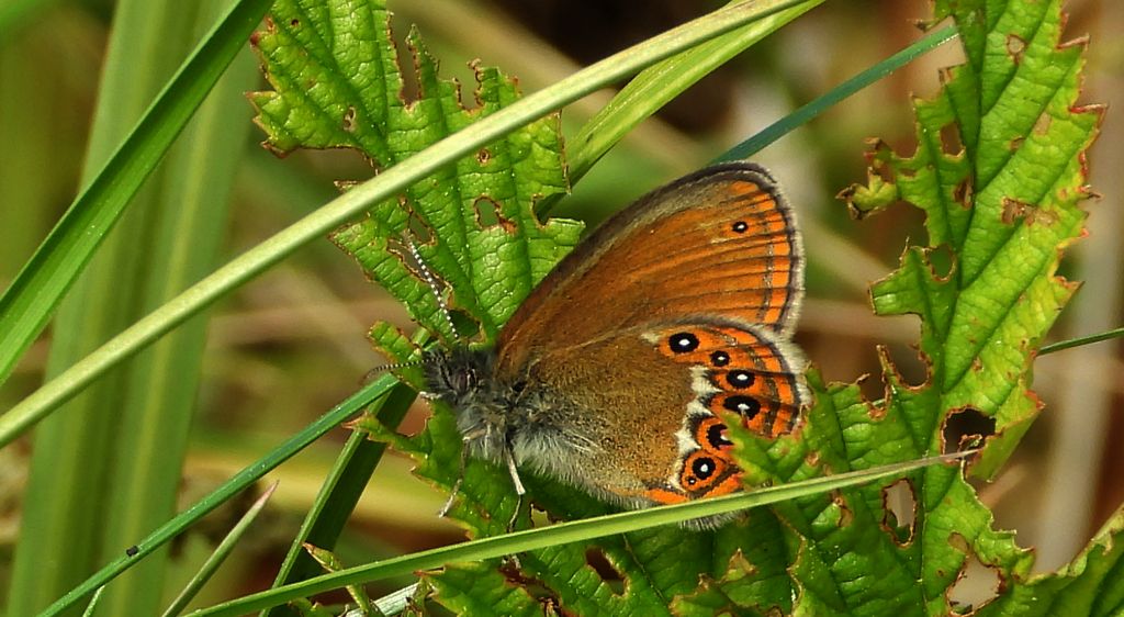 Strzępotek hero (Coenonympha hero)