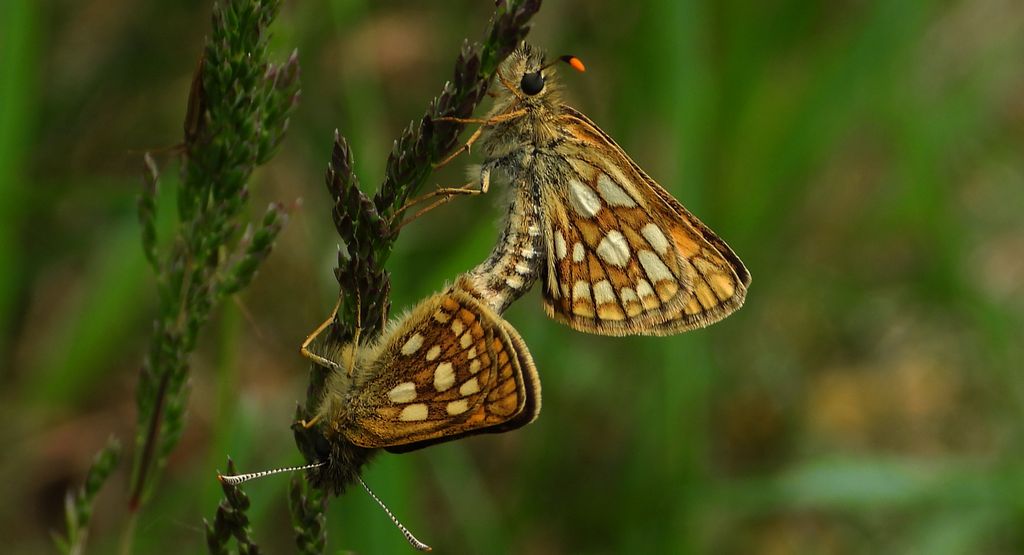 Kosternik palemon (Carterocephalus palaemon)