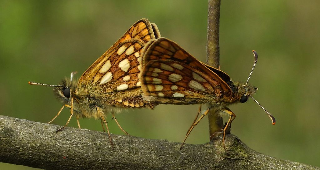 Kosternik palemon (Carterocephalus palaemon)