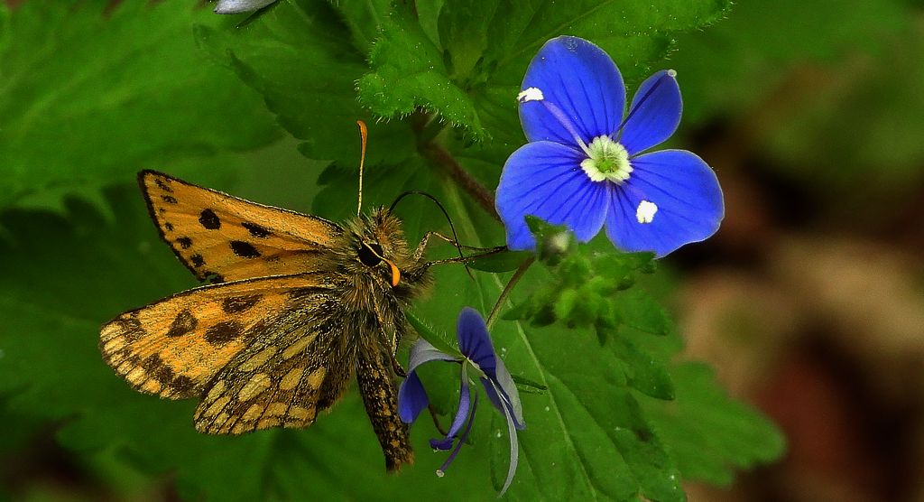 Kosternik leśniak (Carterocephalus silvicola)