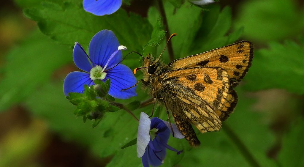 Kosternik leśniak (Carterocephalus silvicola)