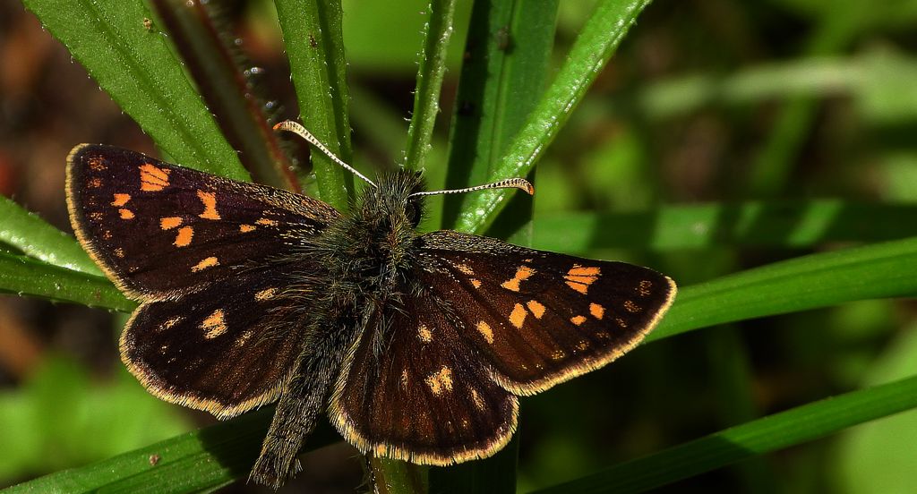 Kosternik palemon (Carterocephalus palaemon)