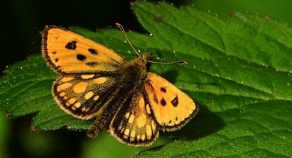 Kosternik leśniak (Carterocephalus silvicola)