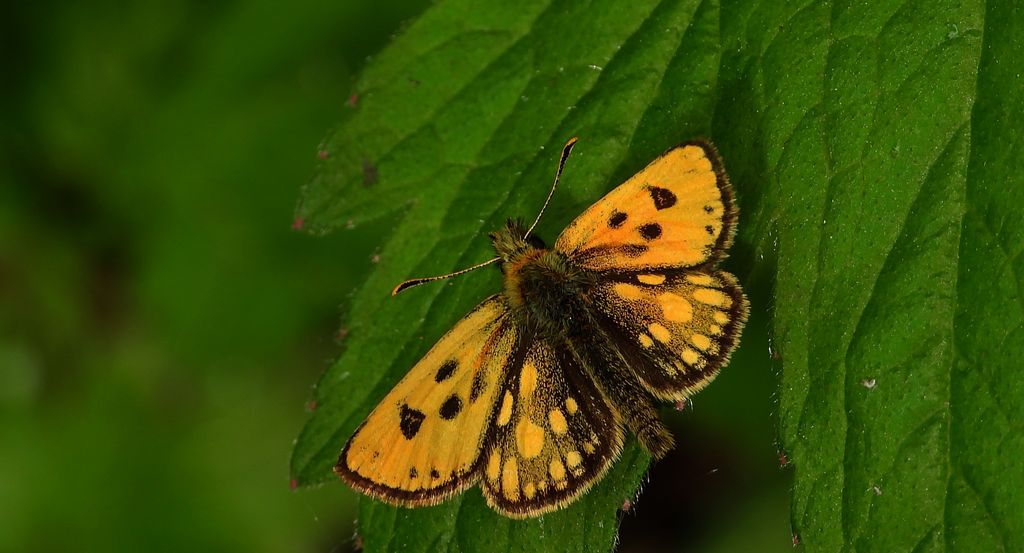 Kosternik leśniak (Carterocephalus silvicola)