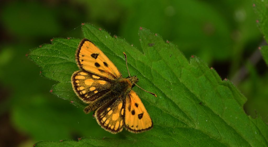 Kosternik leśniak (Carterocephalus silvicola)