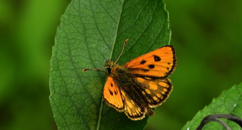 Kosternik leśniak (Carterocephalus silvicola)