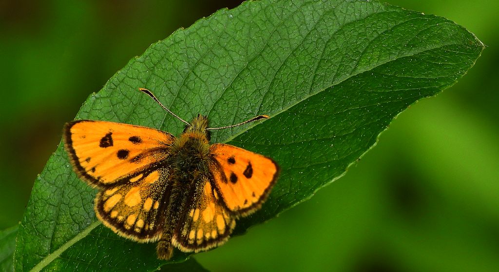 Kosternik leśniak (Carterocephalus silvicola)