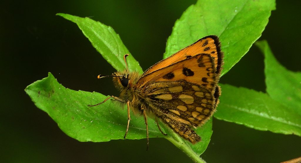 Kosternik leśniak (Carterocephalus silvicola)
