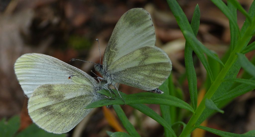 Wietek Reala (Leptidea reali)