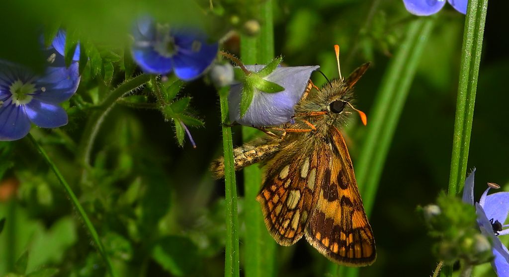 Kosternik palemon (Carterocephalus palaemon)