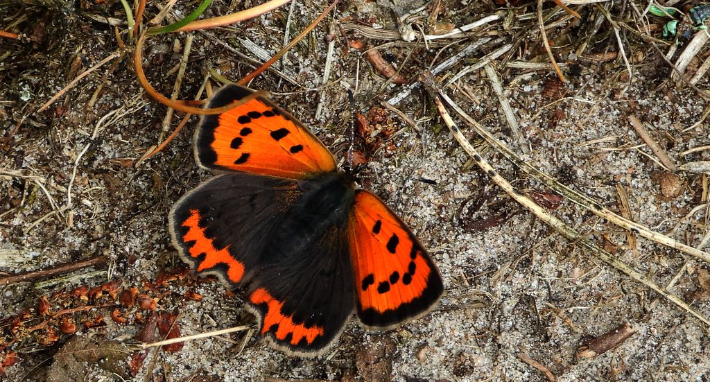 Czerwończyk żarek (Lycaena phlaeas syn. Lycaena phlaeoides)