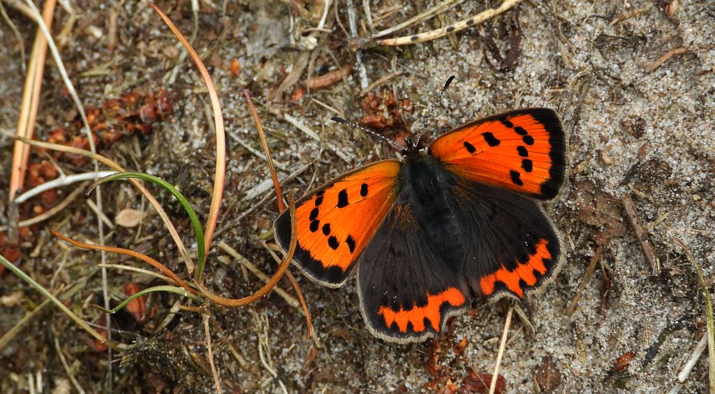 Czerwończyk żarek (Lycaena phlaeas syn. Lycaena phlaeoides)