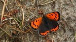 Czerwończyk żarek (Lycaena phlaeas syn. Lycaena phlaeoides)