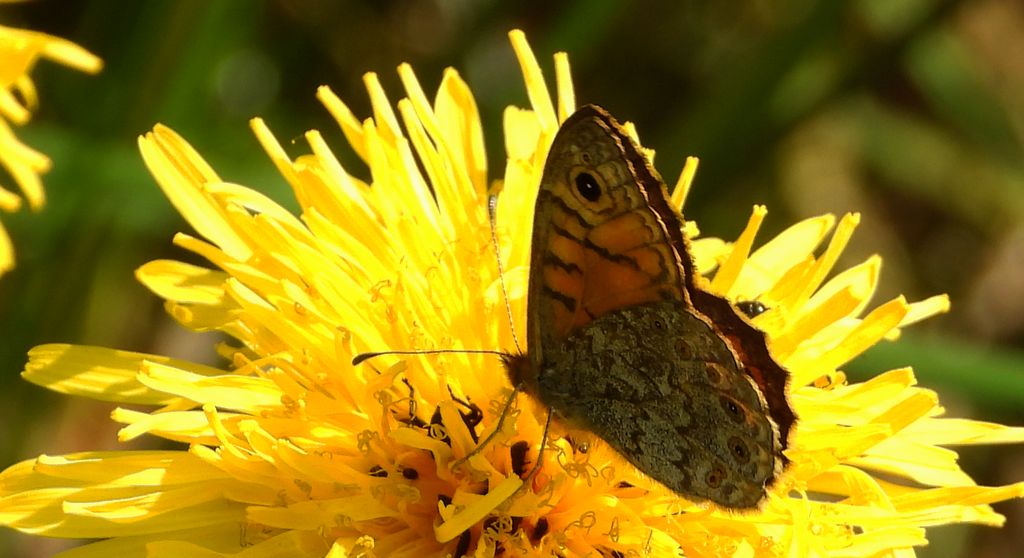 Osadnik megera (Lasiommata megera)