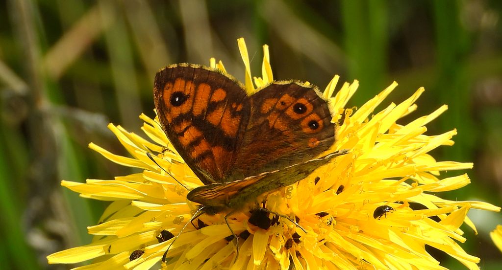 Osadnik megera (Lasiommata megera)