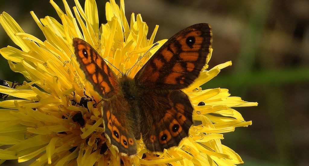 Osadnik megera (Lasiommata megera)