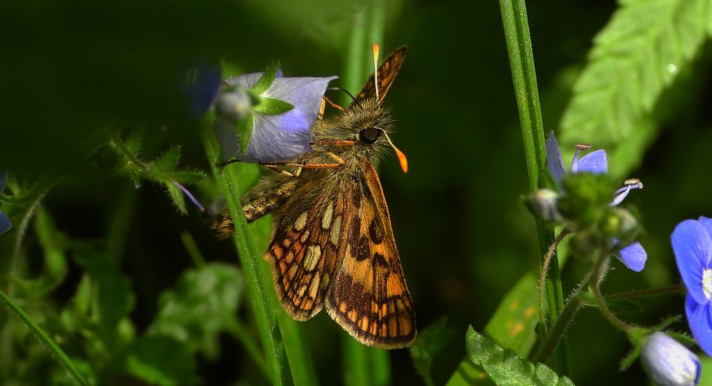 Kosternik palemon (Carterocephalus palaemon)