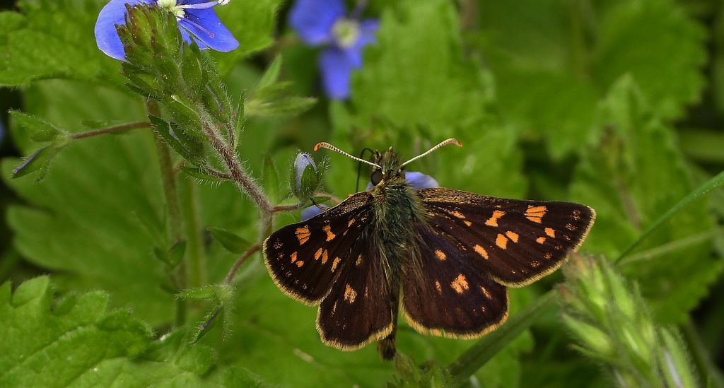Kosternik palemon (Carterocephalus palaemon)