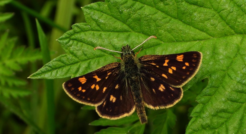 Kosternik palemon (Carterocephalus palaemon)