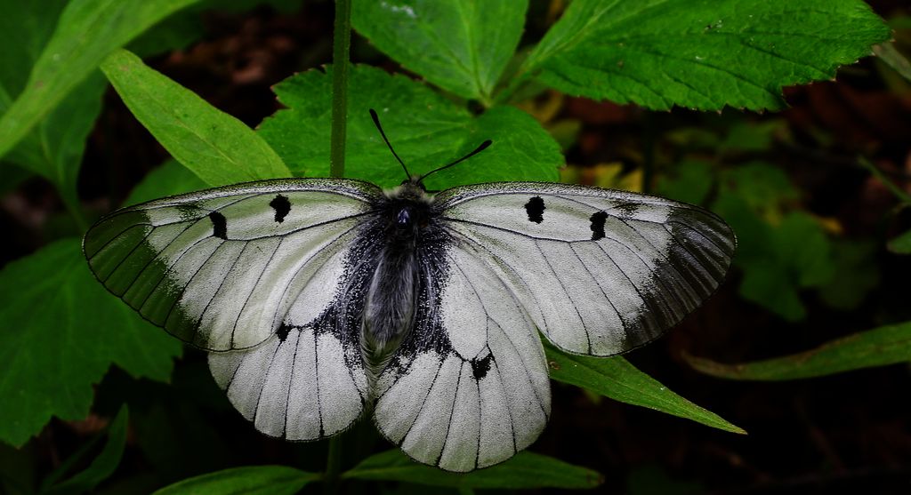 Niepylak mnemozyna (Parnassius mnemosyne)