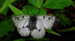 Niepylak mnemozyna (Parnassius mnemosyne)