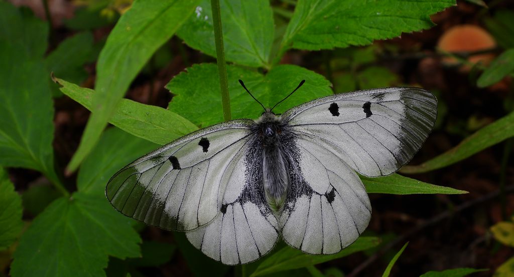 Niepylak mnemozyna (Parnassius mnemosyne)
