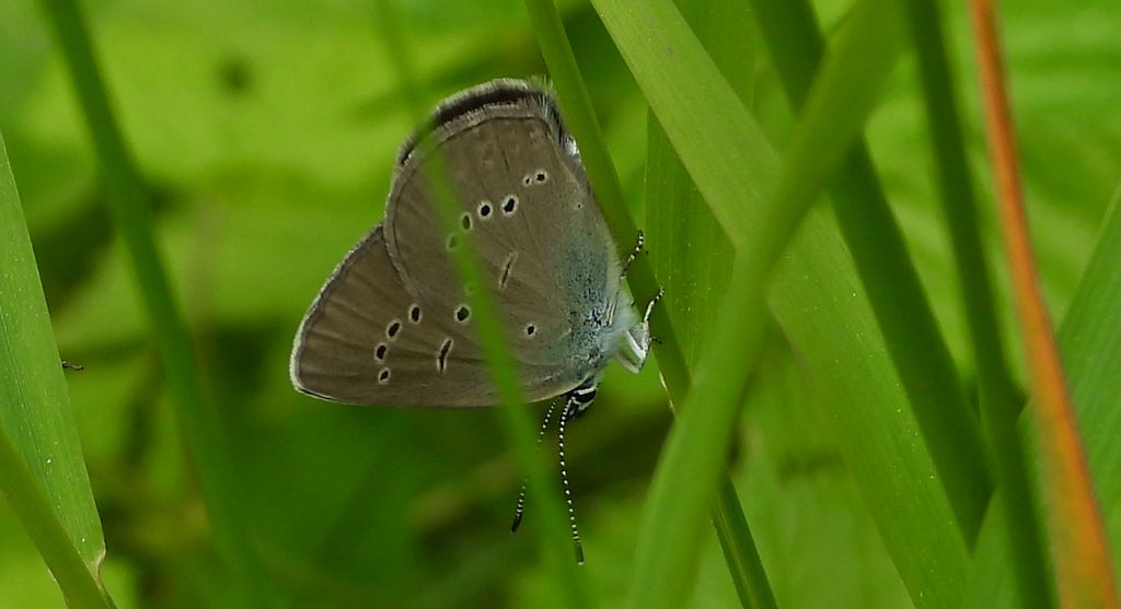 Modraszek semiargus (Cyaniris semiargus syn. Polyommatus semiargus)