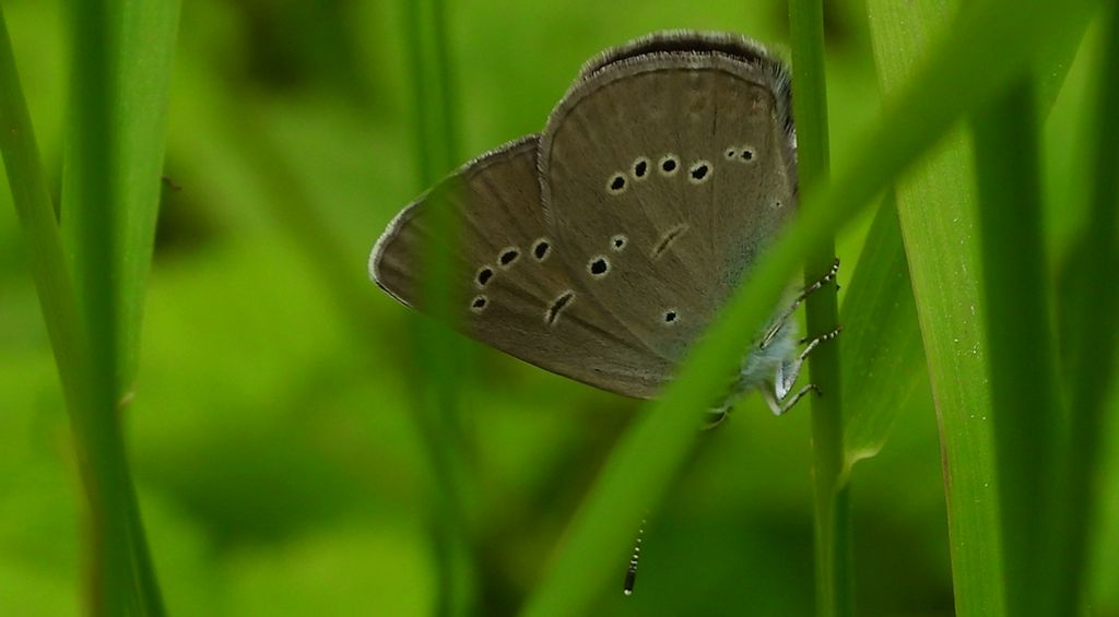 Modraszek semiargus (Cyaniris semiargus syn. Polyommatus semiargus)