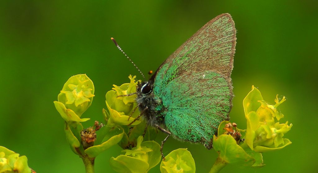 Zieleńczyk ostrężyniec (Callophrys rubi)