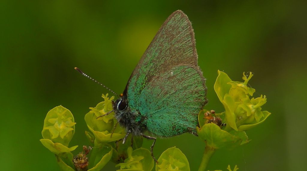 Zieleńczyk ostrężyniec (Callophrys rubi)