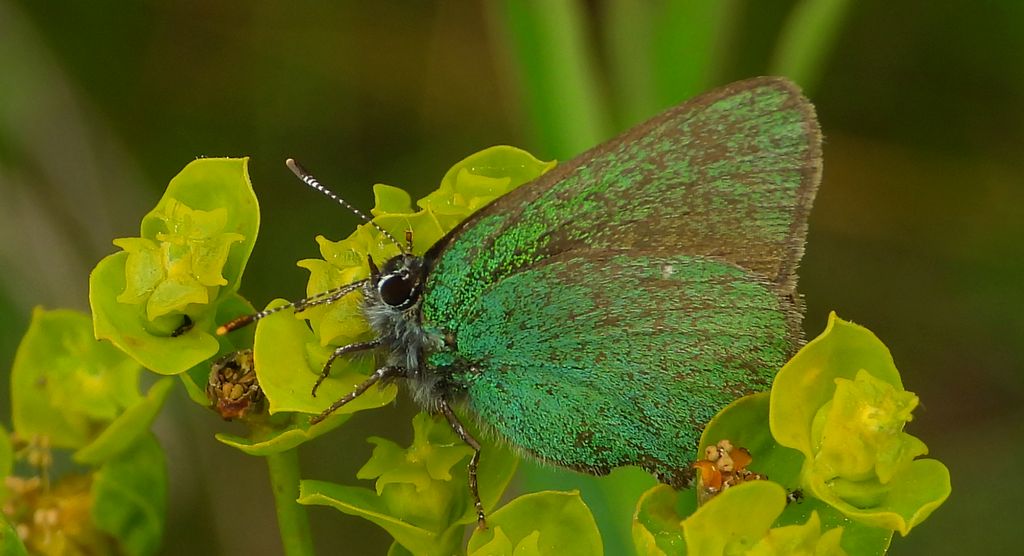 Zieleńczyk ostrężyniec (Callophrys rubi)