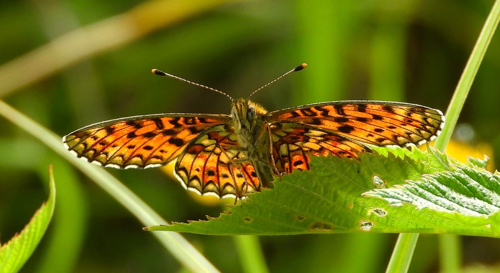 Dostojka selene, perłowiec selene (Boloria selene)