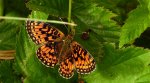 Dostojka selene, perłowiec selene (Boloria selene)