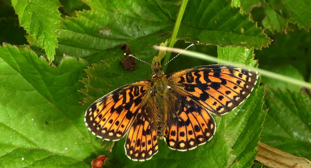 Dostojka selene, perłowiec selene (Boloria selene)