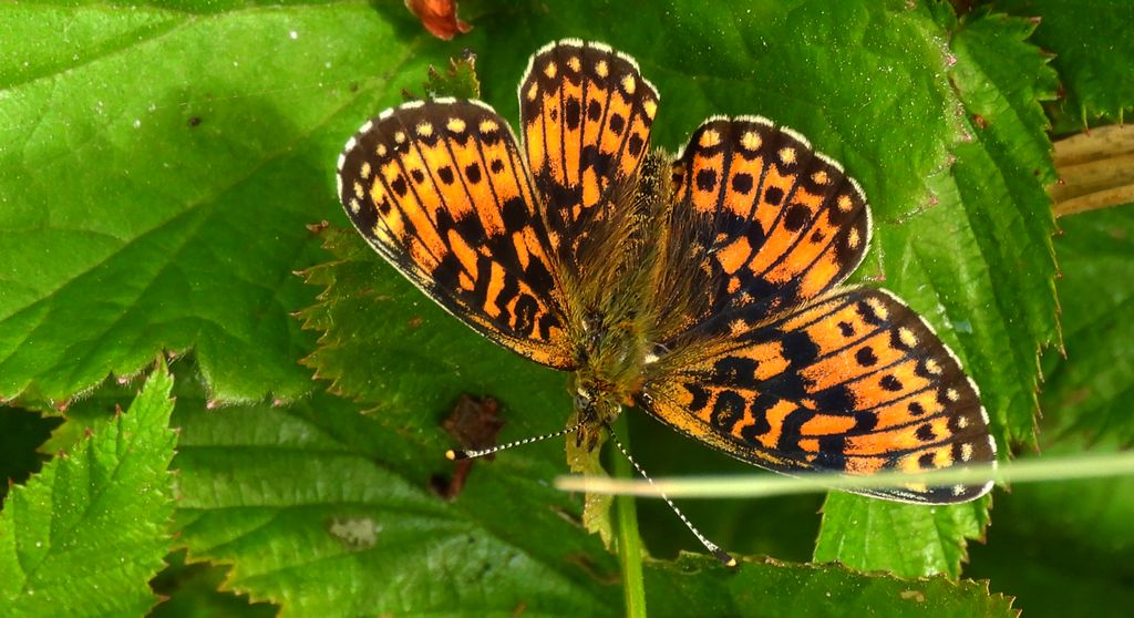 Dostojka selene, perłowiec selene (Boloria selene)