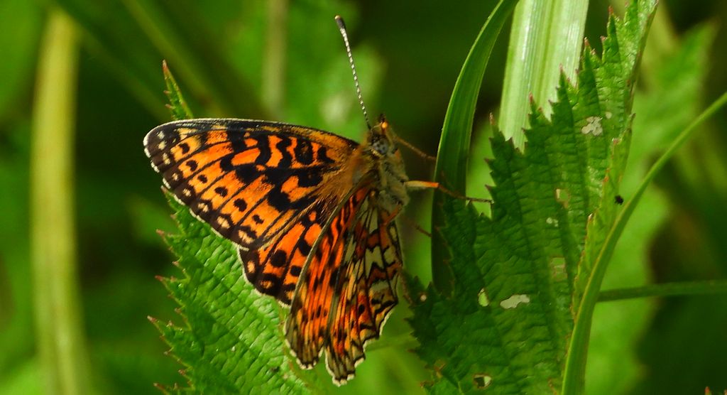 Dostojka selene, perłowiec selene (Boloria selene)