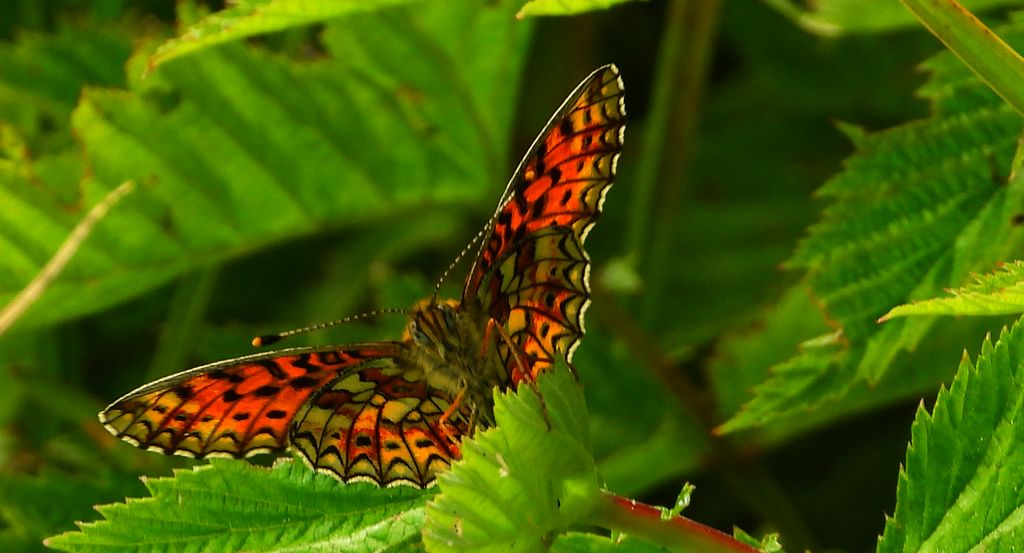 Dostojka selene, perłowiec selene (Boloria selene)