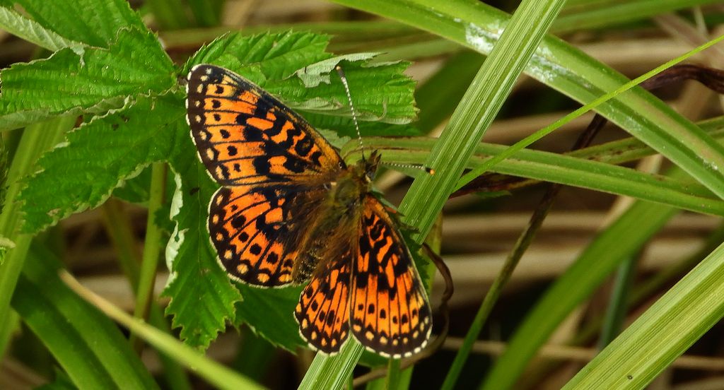 Dostojka selene, perłowiec selene (Boloria selene)