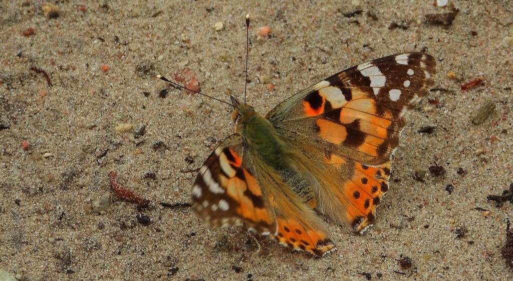 Rusałka osetnik (Vanessa cardui, syn. Cynthia cardui)