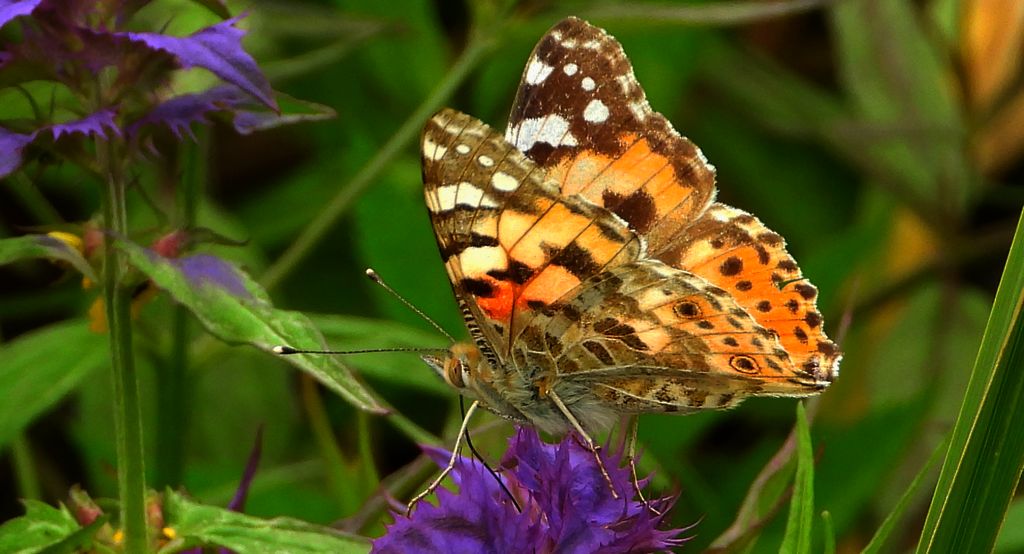Rusałka osetnik (Vanessa cardui, syn. Cynthia cardui)