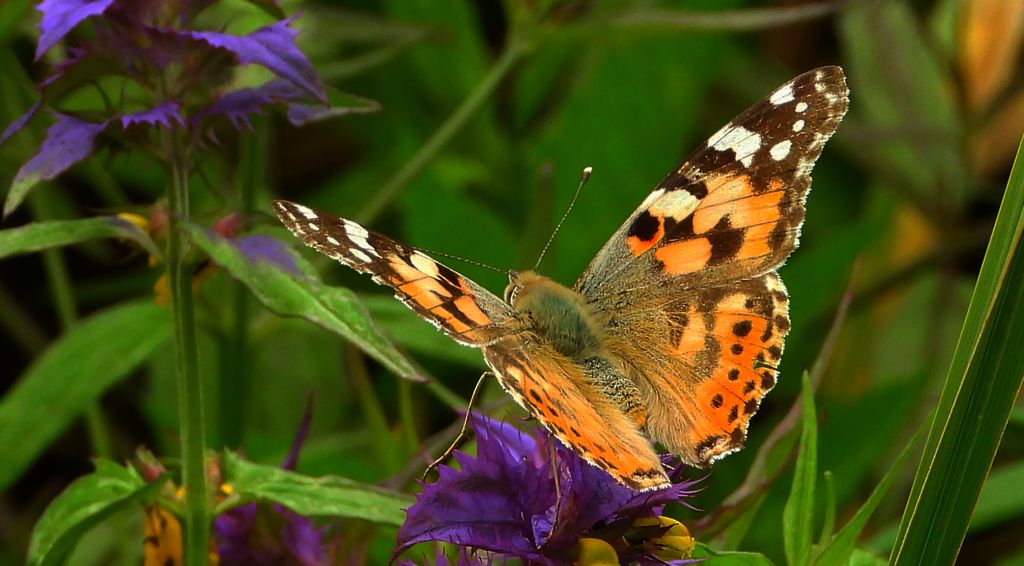 Rusałka osetnik (Vanessa cardui, syn. Cynthia cardui)